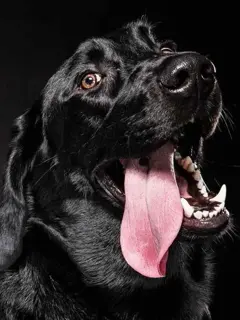 小夫妻和宠物犬的性福生活